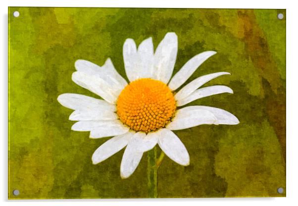 The Daisy Art Acrylic by David Pyatt
