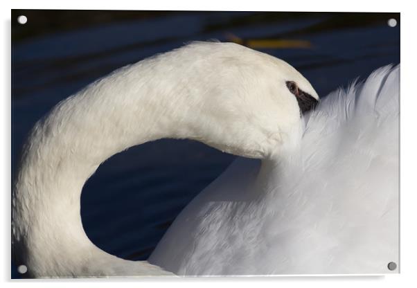 Swan Shyness Acrylic by David Pyatt
