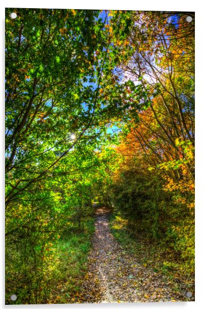 The Autumnal Forest Path  Acrylic by David Pyatt