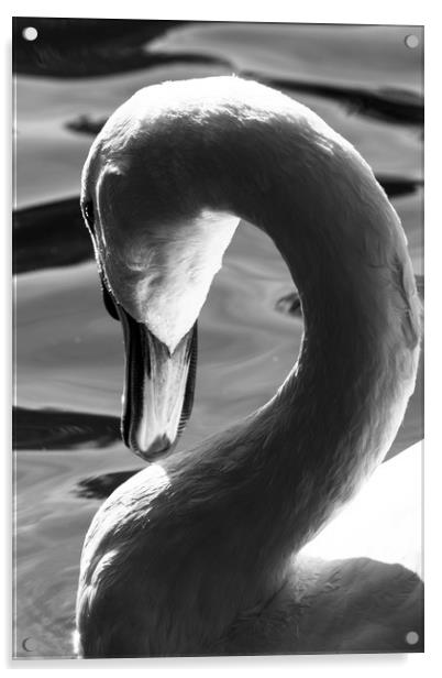 Swan Abstract Acrylic by David Pyatt