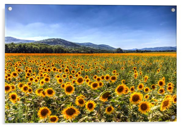 Sunflower Fields Of Summer  Acrylic by David Pyatt
