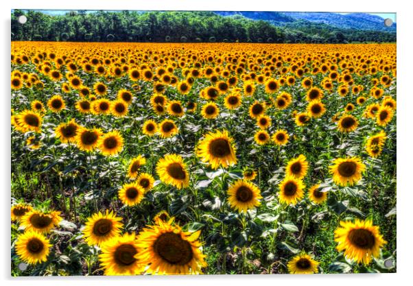 Sunflower Fields Of Dreams  Acrylic by David Pyatt