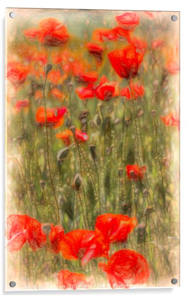 Poppy Summer Art Acrylic by David Pyatt