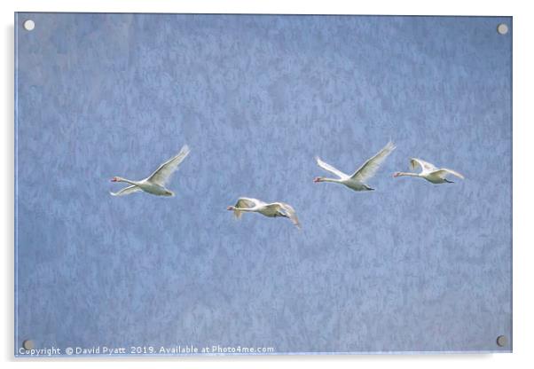 Flying Swans Art Acrylic by David Pyatt