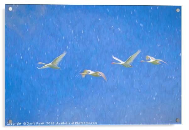 Swans Flying Art Acrylic by David Pyatt