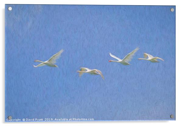 Flying Swans Art Acrylic by David Pyatt