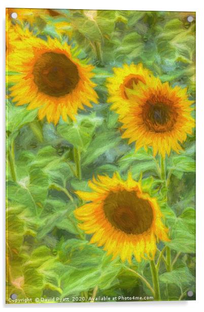 Sunflower Field Art Acrylic by David Pyatt