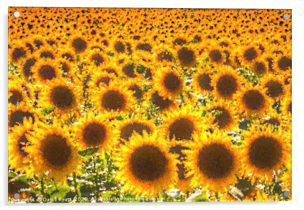 Sunflower Pastel Art  Acrylic by David Pyatt