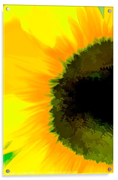 Sunflower Abstraction Art Acrylic by David Pyatt
