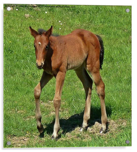 Baby Foal Acrylic by John McCoubrey