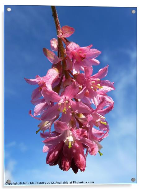 Flowering Currant Blossom Acrylic by John McCoubrey