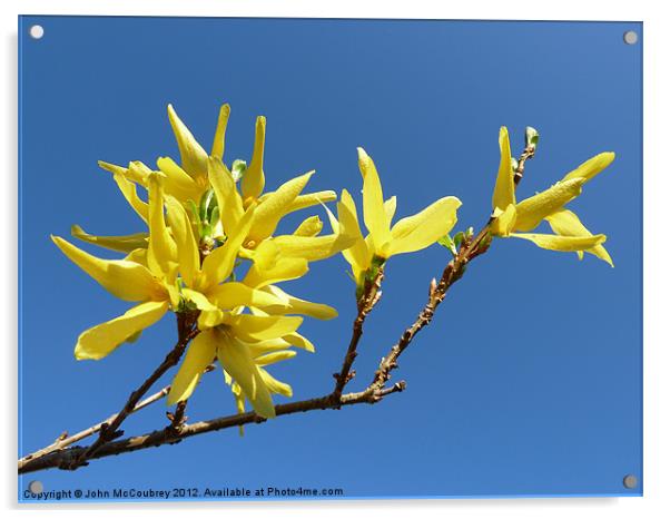 Yellow Forsythia Blossom Acrylic by John McCoubrey
