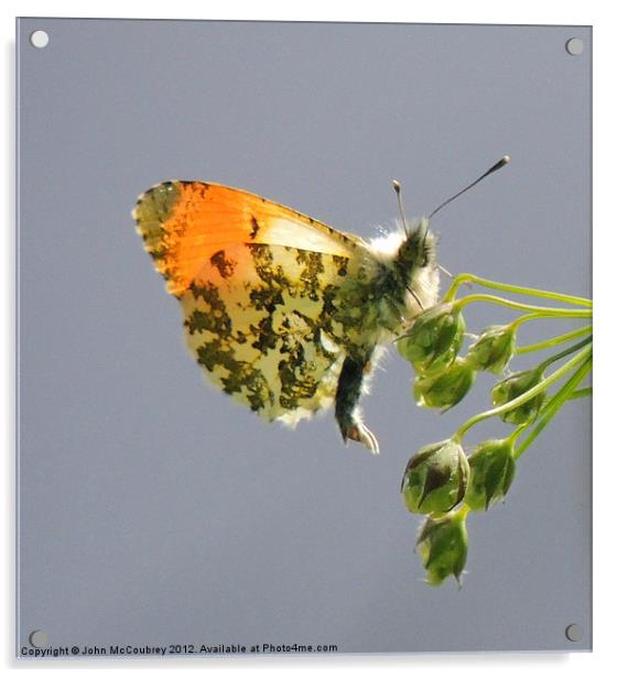Orange-Tip Butterfly Acrylic by John McCoubrey