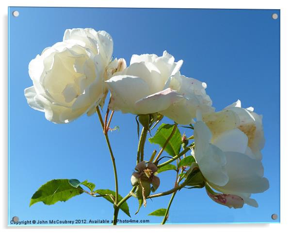 White Rose Acrylic by John McCoubrey