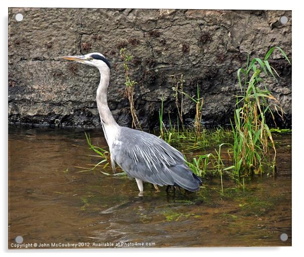 River Suir Heron Acrylic by John McCoubrey