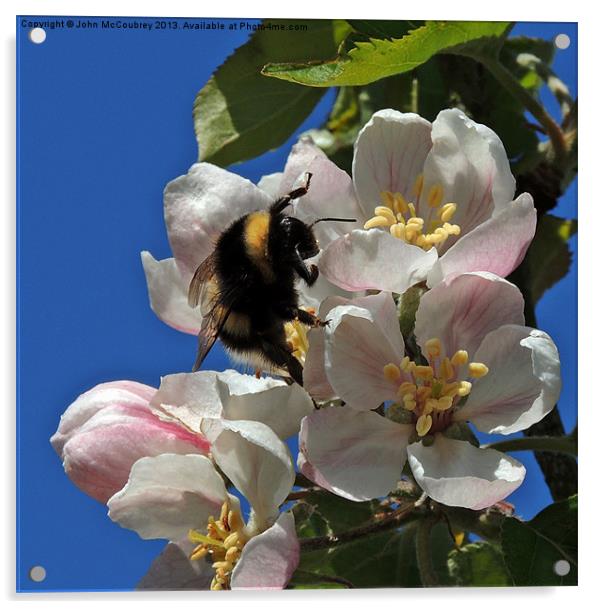 Bumble Bee on Apple Blossom Acrylic by John McCoubrey