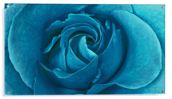 Blueberry Rose Acrylic by Alex Hooker