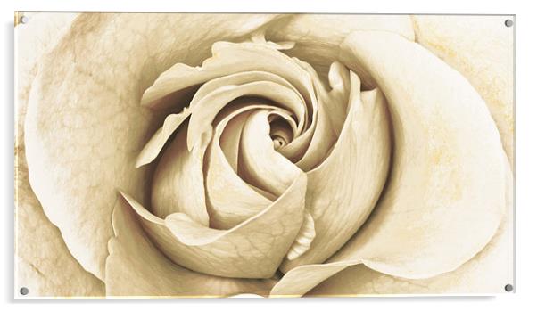 Antique Rose Acrylic by Alex Hooker