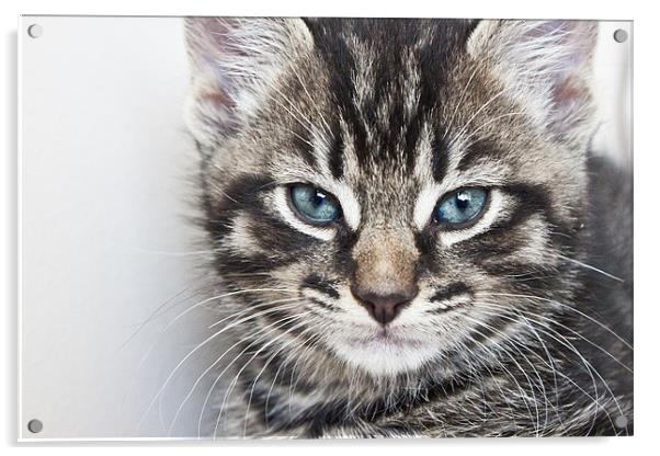 Tabby Kitten Acrylic by Alex Hooker
