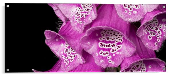 Fox gloves Acrylic by Alex Hooker