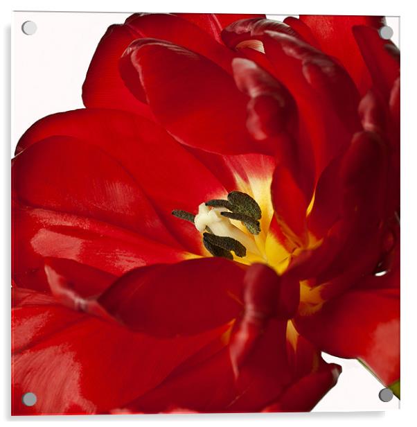 Tulip Centre Acrylic by Alex Hooker