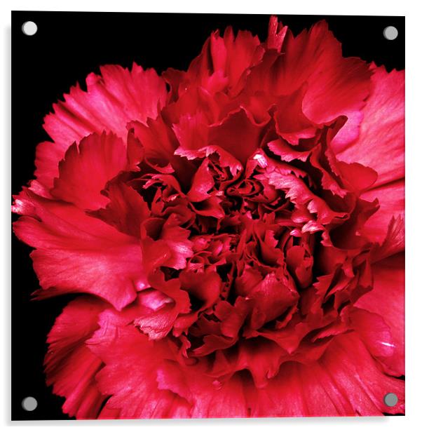 Red Carnation Acrylic by Alex Hooker