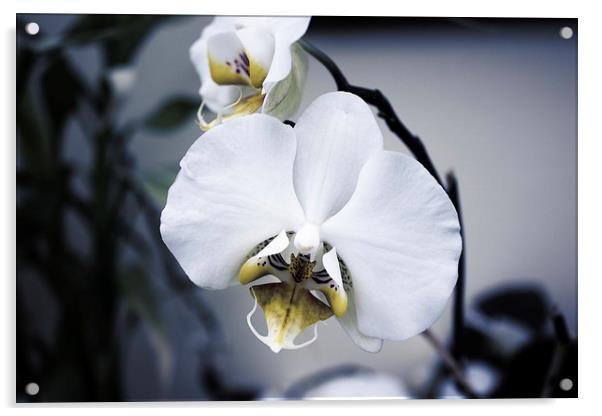 Orchid Flower Acrylic by holly lyndon
