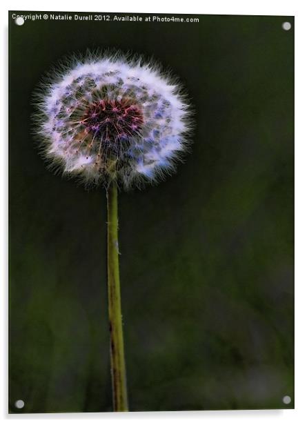 Dandelion Acrylic by Natalie Durell