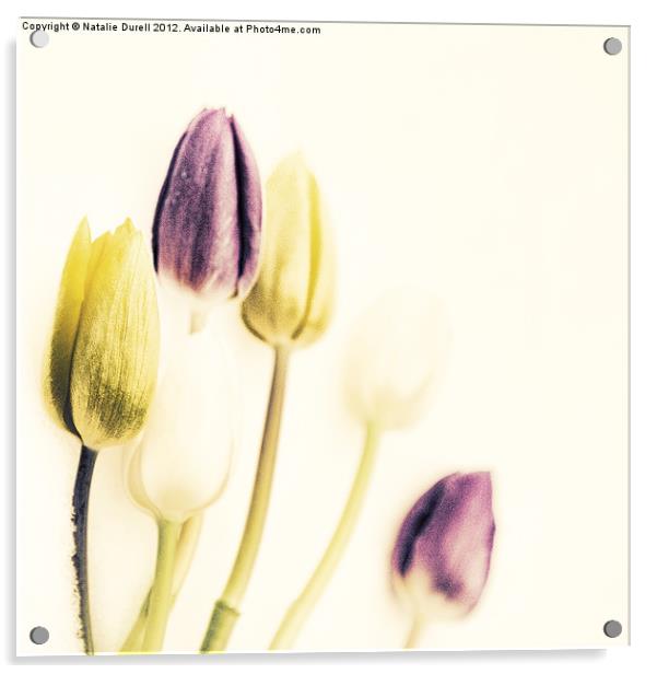 Vintage Tulips Acrylic by Natalie Durell
