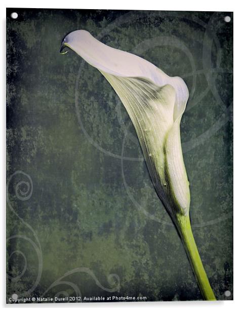 Calla Lily Acrylic by Natalie Durell