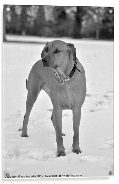 THE WINTER RIDGEBACK Acrylic by Rob Toombs