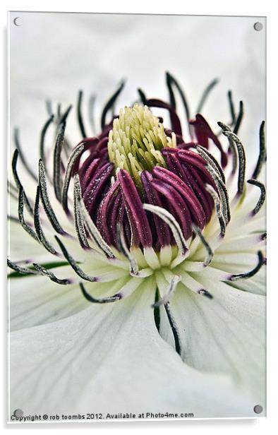 NECTAR OF A CLEMATIS Acrylic by Rob Toombs