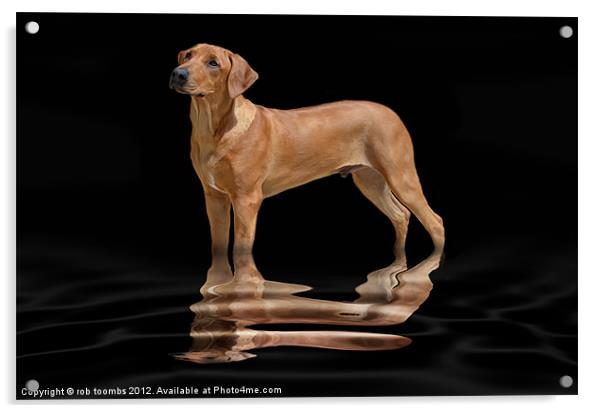 A PROUD RIDGEBACK Acrylic by Rob Toombs