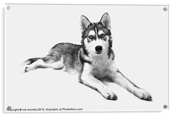 PAINTED HUSKY Acrylic by Rob Toombs