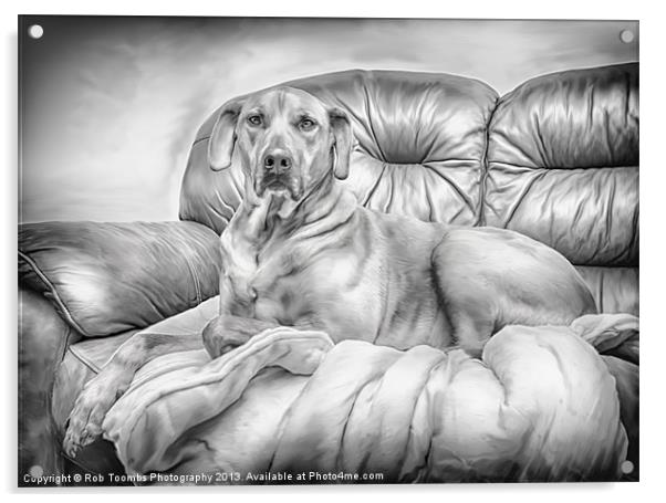 THE PROUD RIDGEBACK Acrylic by Rob Toombs