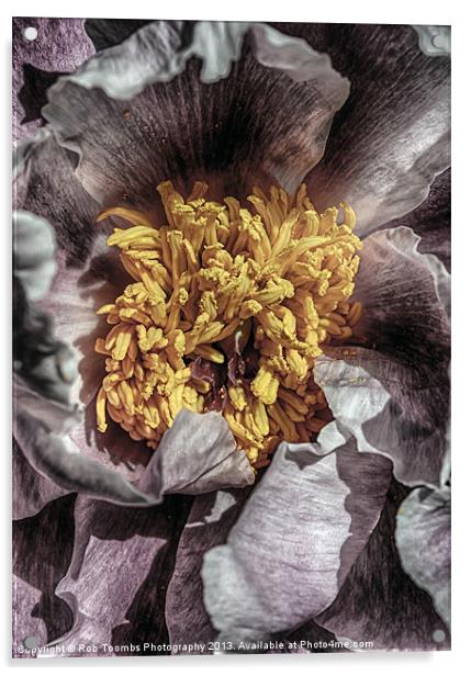 STAMENS OF A PEONY Acrylic by Rob Toombs