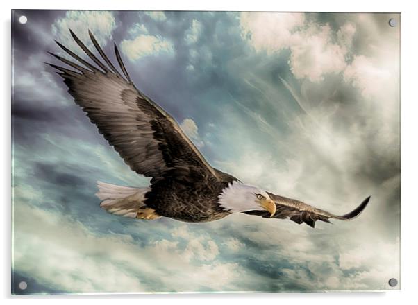 The Flight of an Eagle Acrylic by Rob Toombs
