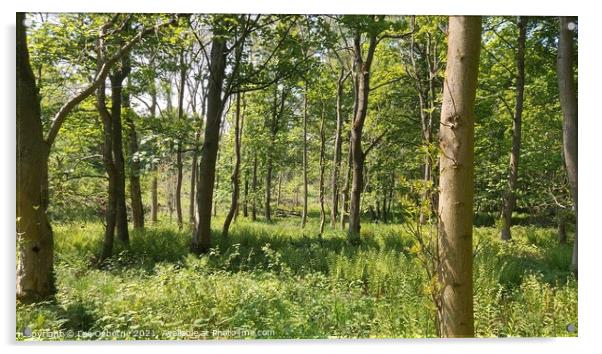 West Lothian Woodland Walk 4 Acrylic by Lee Osborne