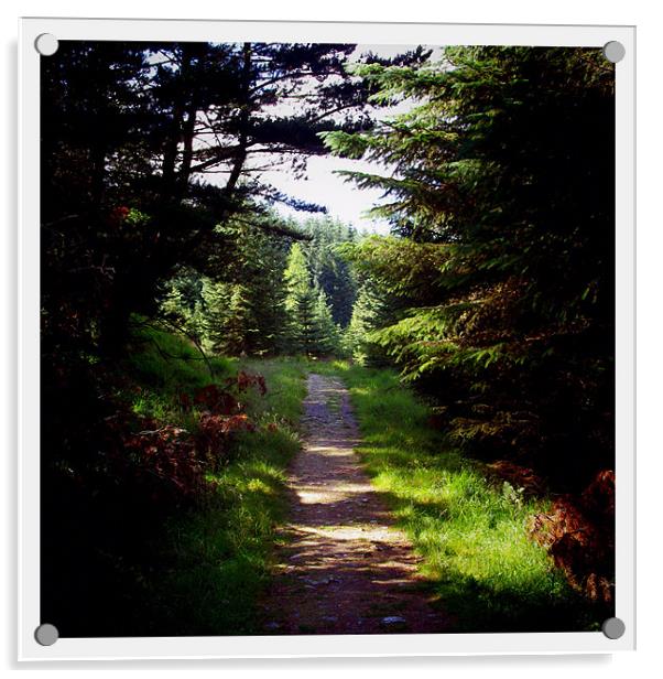 Forest Path, Tyndrum Acrylic by Lee Osborne