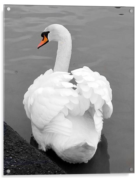 swan Acrylic by sue davies