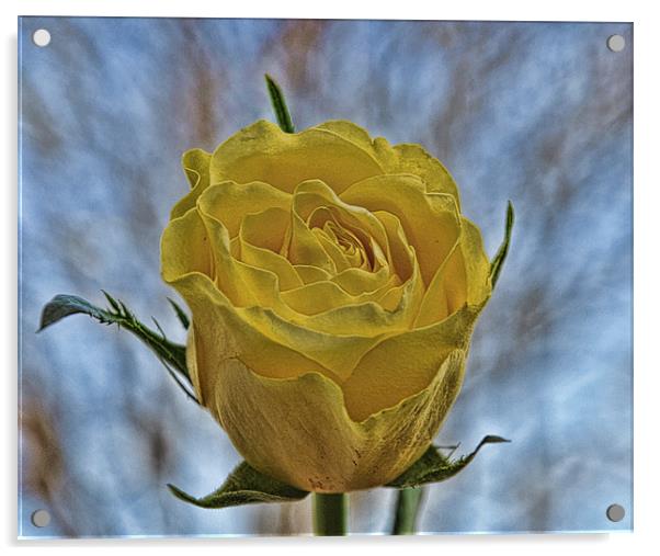 rose Acrylic by sue davies