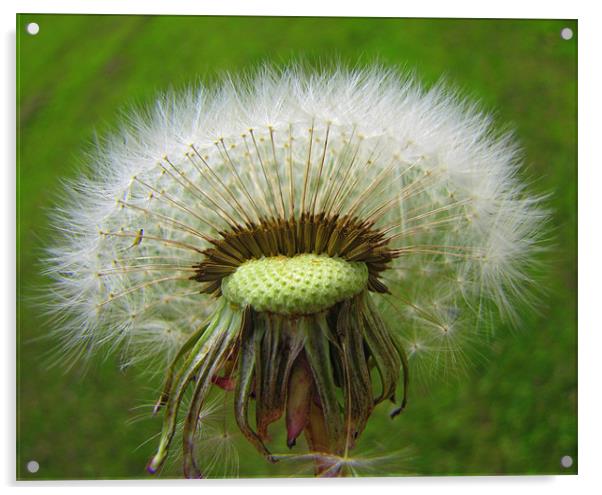 dadelion seed head Acrylic by sue davies