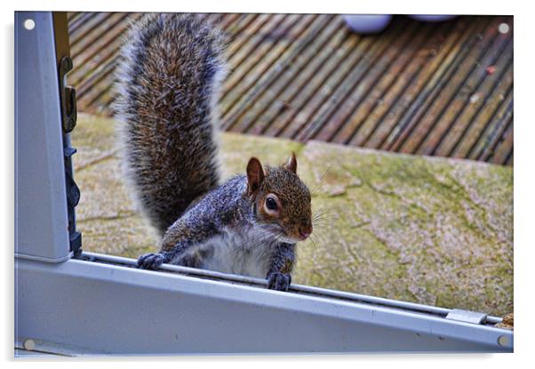 Can i come in.............. Acrylic by sue davies