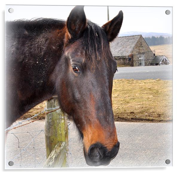 a horse Acrylic by sue davies