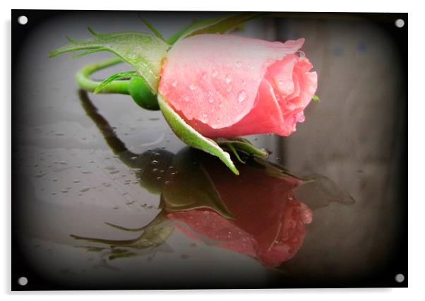 rosebud Acrylic by sue davies