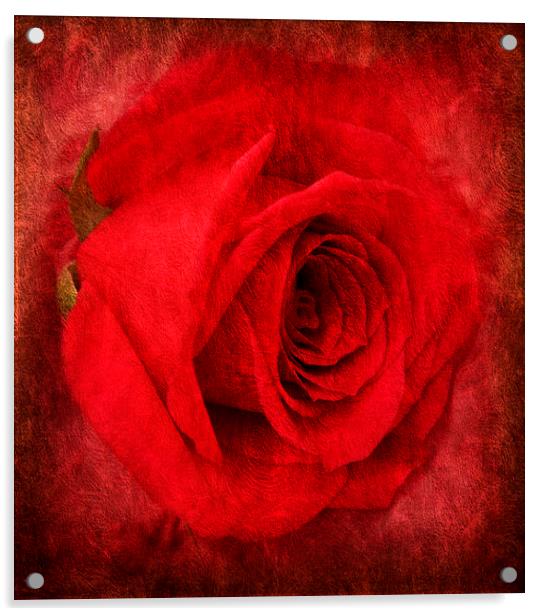the beautiful rose Acrylic by sue davies