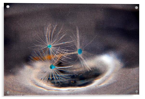 dandelion seedheads Acrylic by sue davies