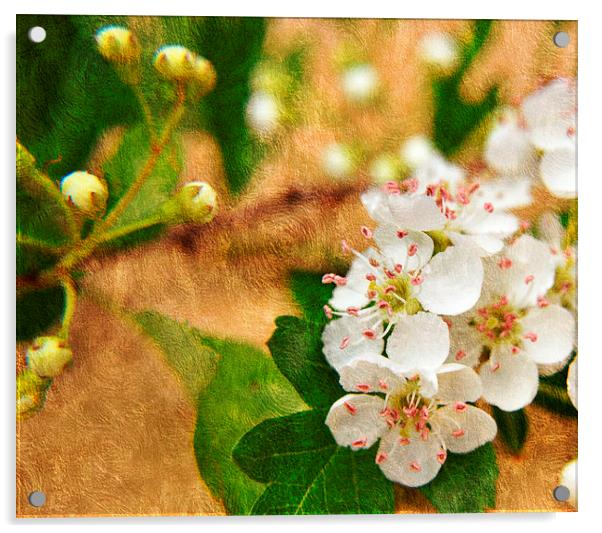 blossom Acrylic by sue davies