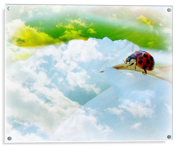  cosmic ladybird Acrylic by sue davies