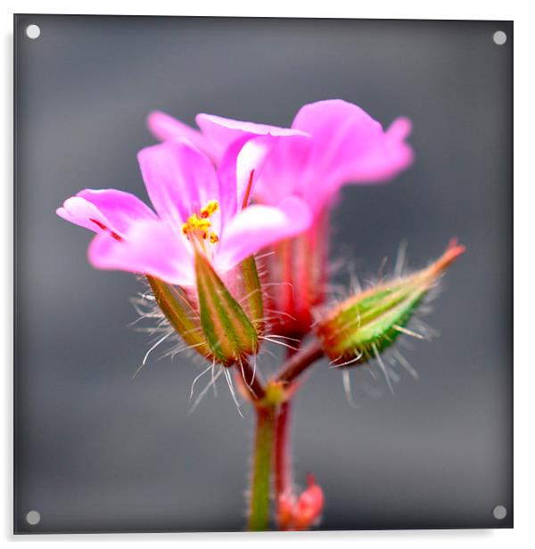  tiny pink flower Acrylic by sue davies